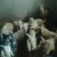 ده جفت چپش نر|حیوانات مزرعه|دورود, |دیوار