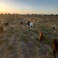 نر بزه پاکستانی یک سال و پنج ماه|حیوانات مزرعه|مشهد, شهرک صنعتی مشهد|دیوار