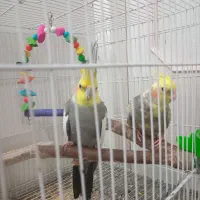 عر وس هلندی نر ماده