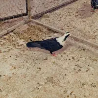 پرنده ماده مخمل سیاه