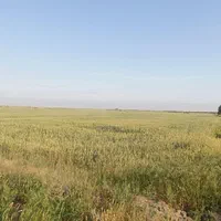 اجاره زمین کشاورزی آبی ۵ هکتار