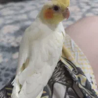 جوجه عروس گم شده
