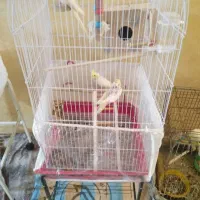 طوطی یک جفت با همراه جوجه خوش دست چقی چقی|پرنده|مشهد, شهید آوینی|دیوار