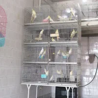 عروس هلندی دوکت پروانه ای البینو ولتینو|پرنده|آذرشهر, |دیوار