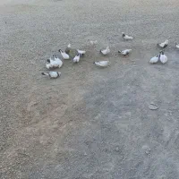 فروش