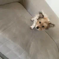 سگ پودل میکس