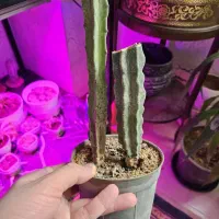 گل و کاکتوس ۲۰ تومن|گل و گیاه طبیعی|اراک, |دیوار