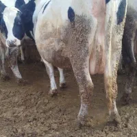 گاو شیری سرسینه نزدیک زایمان