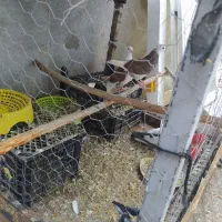 کفترمعاوضه بایک جفت مرغ عشق ماده|پرنده|گرگان, |دیوار