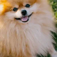 فروش سگ پامر خرسی