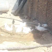 غاز فروشی