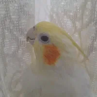 عروس هلندی دستی