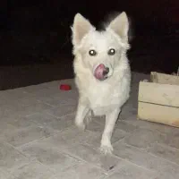 سگ میکس اشپیتز|سگ|قم, عمار یاسر|دیوار