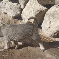 توله نر پشدر 2ماهه|سگ|صومای برادوست, |دیوار