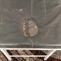 تخت تاشو ماساژ نونو بدون استفاده|آرایشی، بهداشتی، درمانی|اصفهان, پزوه|دیوار