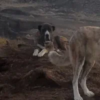 شاه توله ماده خراسانی|سگ|سلیمان, |دیوار