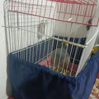 مرغ مینا