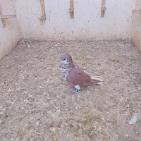 کفتر صید|پرنده|بجنورد, |دیوار