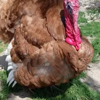 جوجه بوقلمون بوربون و برنز از 3روزه تا45روز چناران|حیوانات مزرعه|مشهد, توس|دیوار