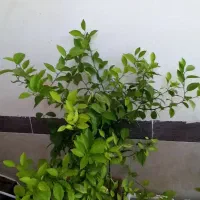 گیاه پرتقال