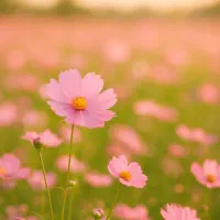 کمک وراهنمایی کنید