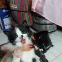 واگذاری دو بچه گربه نر  دی ال اس|گربه|اصفهان, مصلی|دیوار