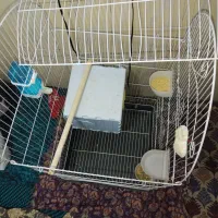 عروس هلندی نر اماده|پرنده|گلستان (تهران), |دیوار