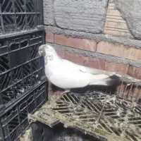 کبوتر گرفتنی