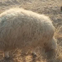 فروشی|حیوانات مزرعه|سرچهان, |دیوار