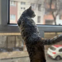 واگزاری|گربه|تهران, تهرانپارس جنوبی|دیوار