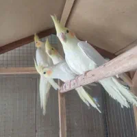جوجه عروس هلندی