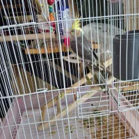 عروس هلندی|پرنده|سیاهکل, |دیوار