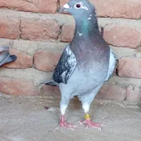 کبوتر مسافتی