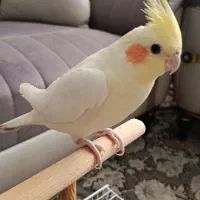 عروس هلندی دستی