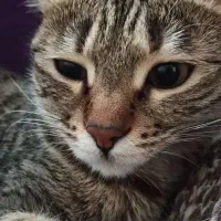 واگذاری گربه ۸ ماهه