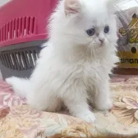 بچه گربه دوماهه چشم ابی یخی