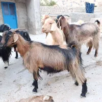 بز درجه یک|حیوانات مزرعه|دهدشت, |دیوار