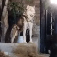 هاسکی قهوه‌ای|سگ|بروجرد, |دیوار