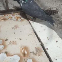 کفترپلاکی|پرنده|شیراز, حومه شیراز|دیوار