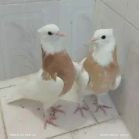 کفتر طوقی|پرنده|شیراز, شاه قلی بیگی|دیوار