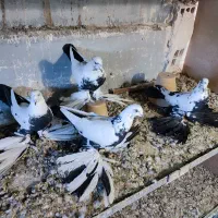 کبوتر کومور (قره)قویروخ