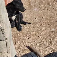 توله پیت بول مشکی اصیل