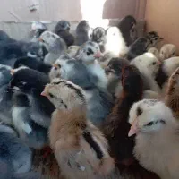 جوجه محلی اصل سرحال،گلین ،ریشی وطوسی|حیوانات مزرعه|برازجان, |دیوار