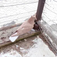 کبوتر زرد|حیوانات|سقز, |دیوار