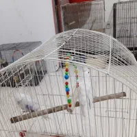 یک جفت البینو نروماده مولد اماده اماده سفید برفی|پرنده|تبریز, |دیوار