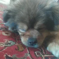 پامرین خرسی نر