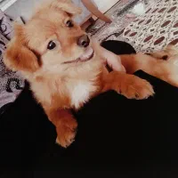 سگ پامر اشپیتز 5ماهه واگذاری