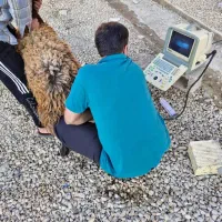 تایید آبستنی