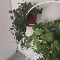 گل پتوس منجولا و گل با برگهای مخملی سبز|گل و گیاه طبیعی|کرج, کوی کارمندان شمالی|دیوار