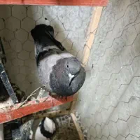 میل سوپاپ xum